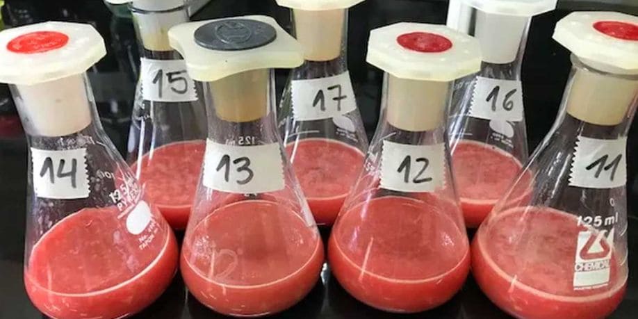 Elaboran aditivos antioxidantes a partir del pulmón del ganado vacuno sacrificado Revista Industria Alimentaria
